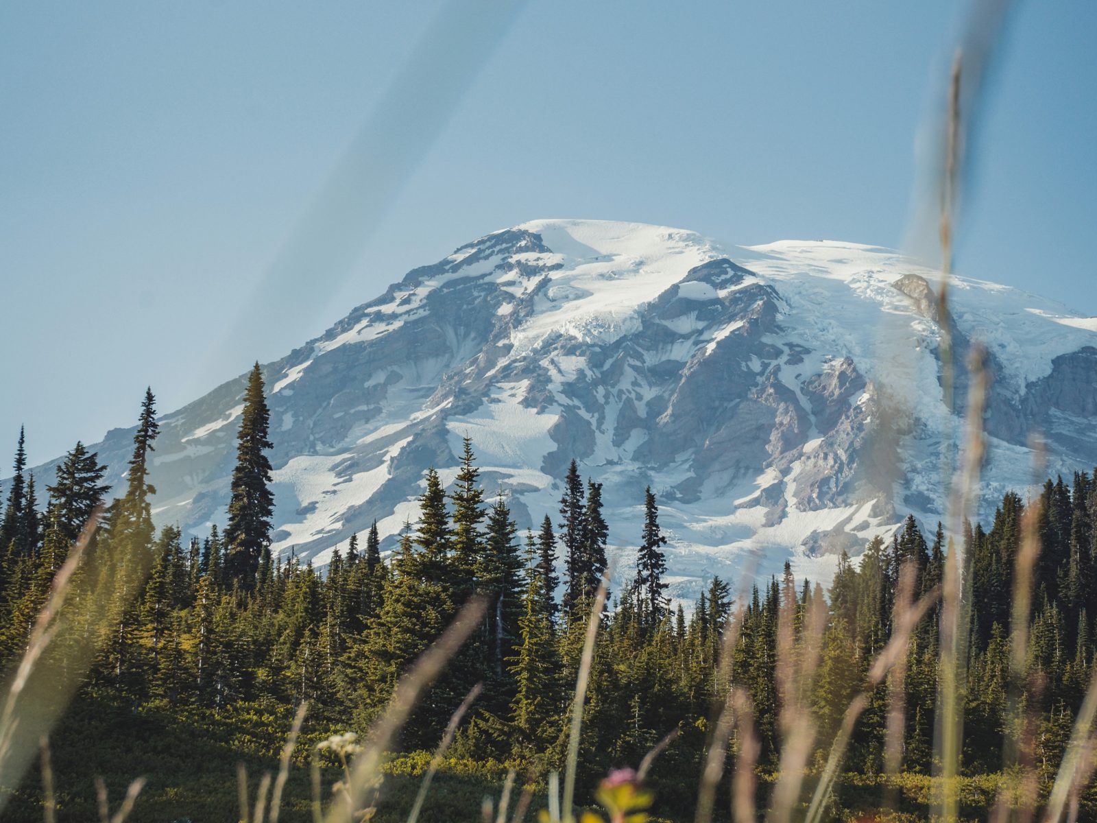 Wildflower meadows below Mount Rainier